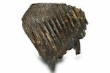 Woolly Mammoth Upper M Molar - Siberia #295866-3